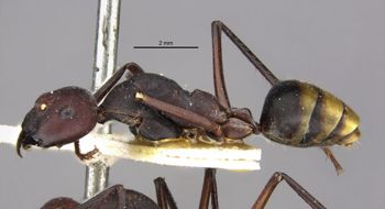 Media type: image;   Entomology 22646 Aspect: habitus lateral view